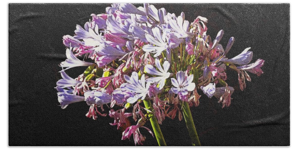 Botanical Beach Towel featuring the photograph Agapanthus Beauty by Richard Thomas