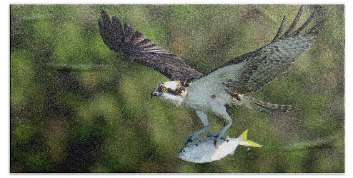Osprey Beach Towel featuring the photograph Air Lunch by Todd Tucker