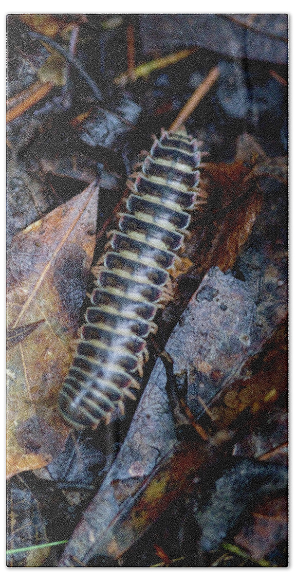 Sigmoria Beach Towel featuring the photograph Alabama Red and Black Millipede - Sigmoria by Kathy Clark
