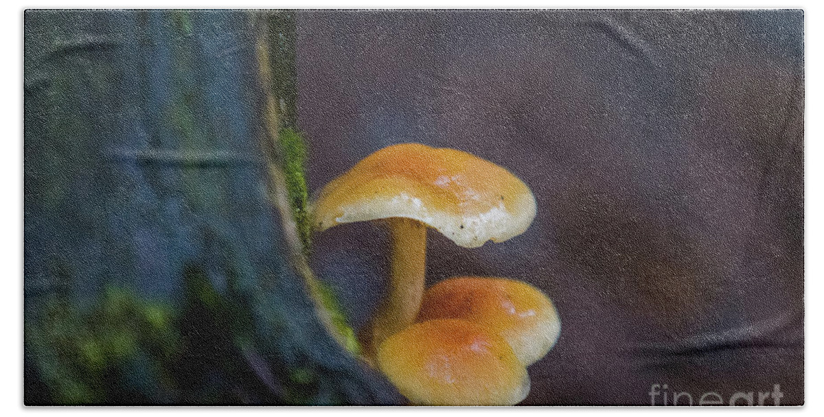 Mushrooms Beach Towel featuring the photograph Alaskan Mushrooms by Eva Lechner