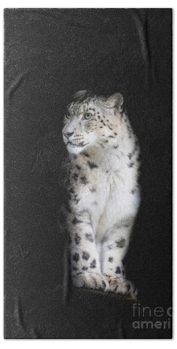Nature Beach Towel featuring the photograph Alert adult snow leopard on black background with space for text. by Jane Rix