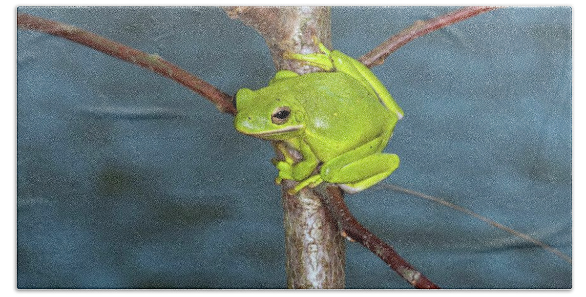 Amphibian Beach Towel featuring the photograph Alert Green Treefrog by Liza Eckardt