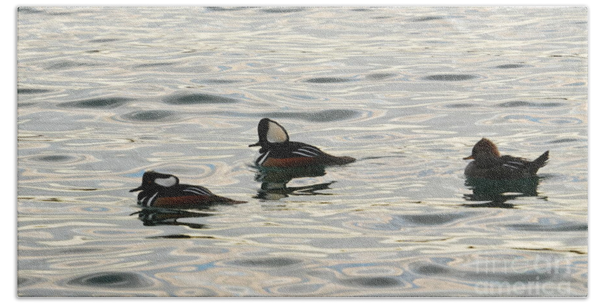 Hooded Mergansers Beach Towel featuring the photograph All in the Family by fototaker Tony