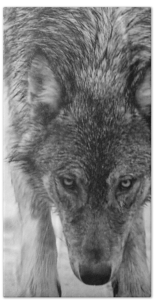 Wolf Beach Towel featuring the photograph Alpha by Carolyn Mickulas