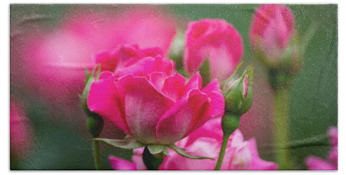 Pink Beach Sheet featuring the photograph Always Comes Back to Pink by Linda Bonaccorsi