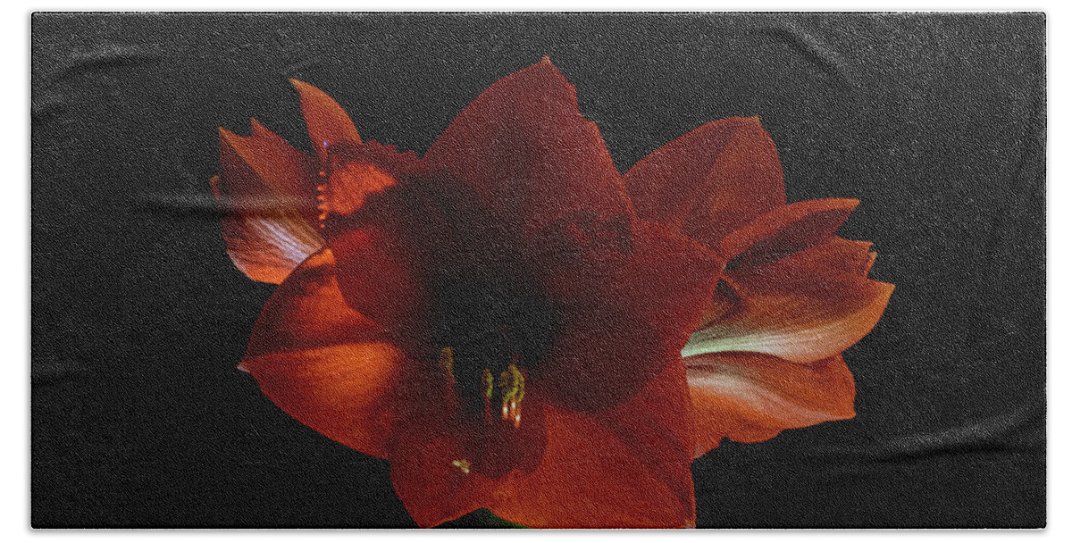 Amaryllis Beach Towel featuring the photograph Amaryllis #14 by Al Griffin