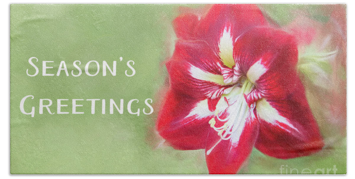Christmas Beach Towel featuring the photograph Amaryllis Holiday Greetings by Marilyn Cornwell