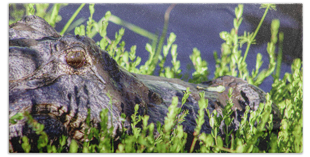Alligator Beach Towel featuring the photograph American Alligator by Joanne Carey