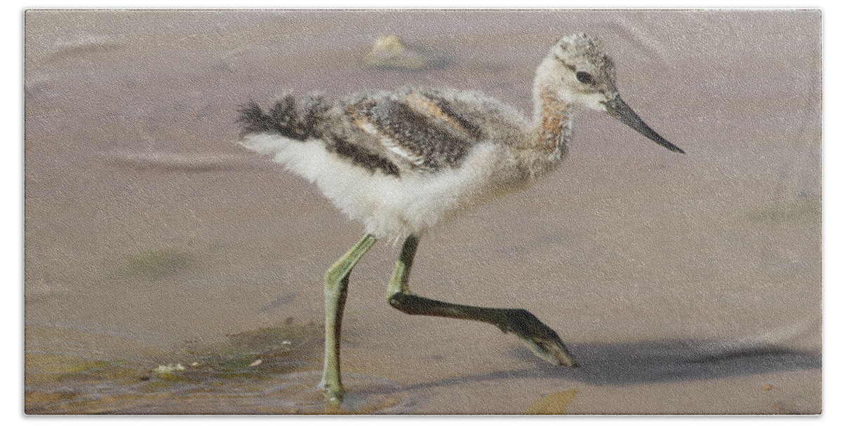 American Avocet Chick #0098 Beach Towel featuring the digital art American Avocet Chick #0098 by Tom Janca
