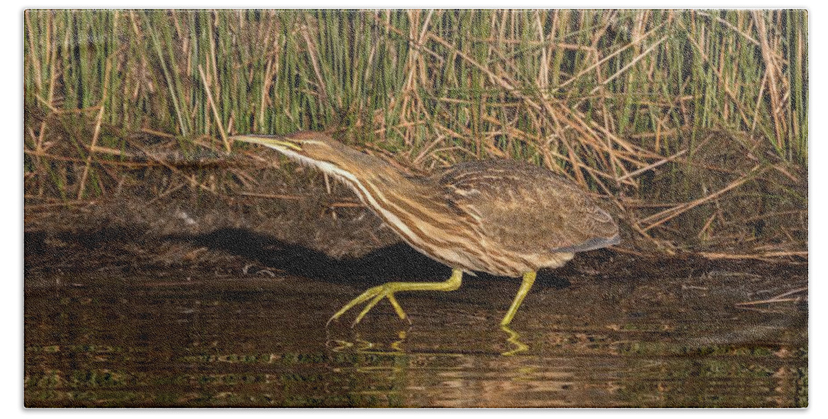 Action Beach Towel featuring the photograph American Bittern on the Prowl by Liza Eckardt
