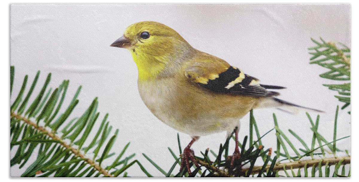 Nature Beach Towel featuring the photograph American Goldfinch on Spruce Limb - Island Pond, Vermont by John Rowe