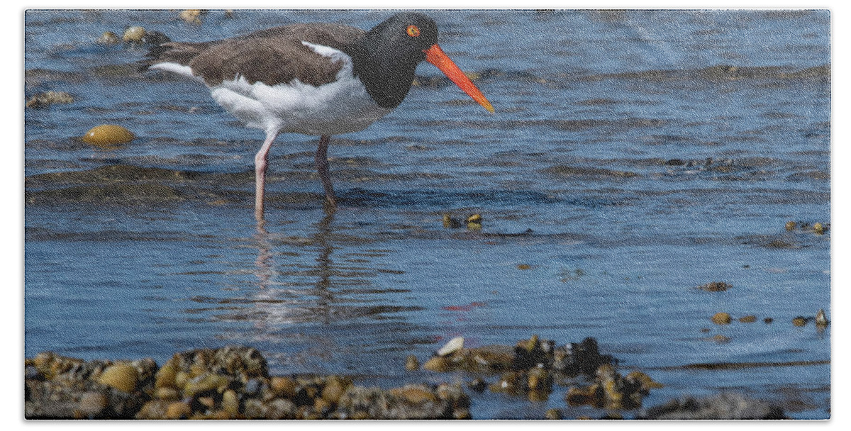 Shore Beach Towel featuring the photograph American Oystercatcher by Cathy Kovarik