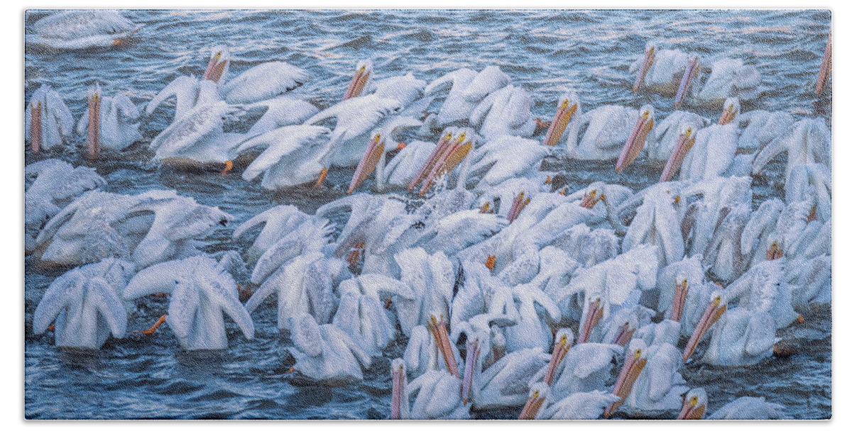 American White Pelicans Beach Towel featuring the photograph American White Pelicans Early Morning Feeding by Debra Martz