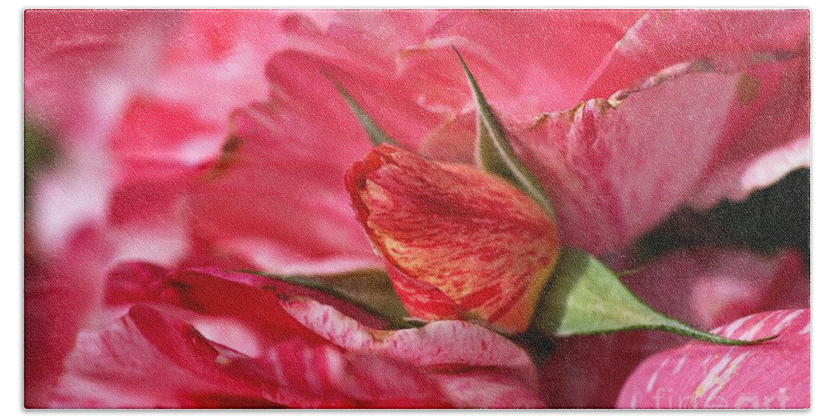 Joy Watson Beach Sheet featuring the photograph Amongst The Rose Petals by Joy Watson