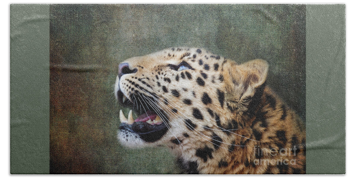 Leopard Beach Towel featuring the photograph Amur leopard looking up. iIndigenous to southeastern Russia and northeast China, and listed as Critically Endangered. Processed to look like an old painting. by Jane Rix
