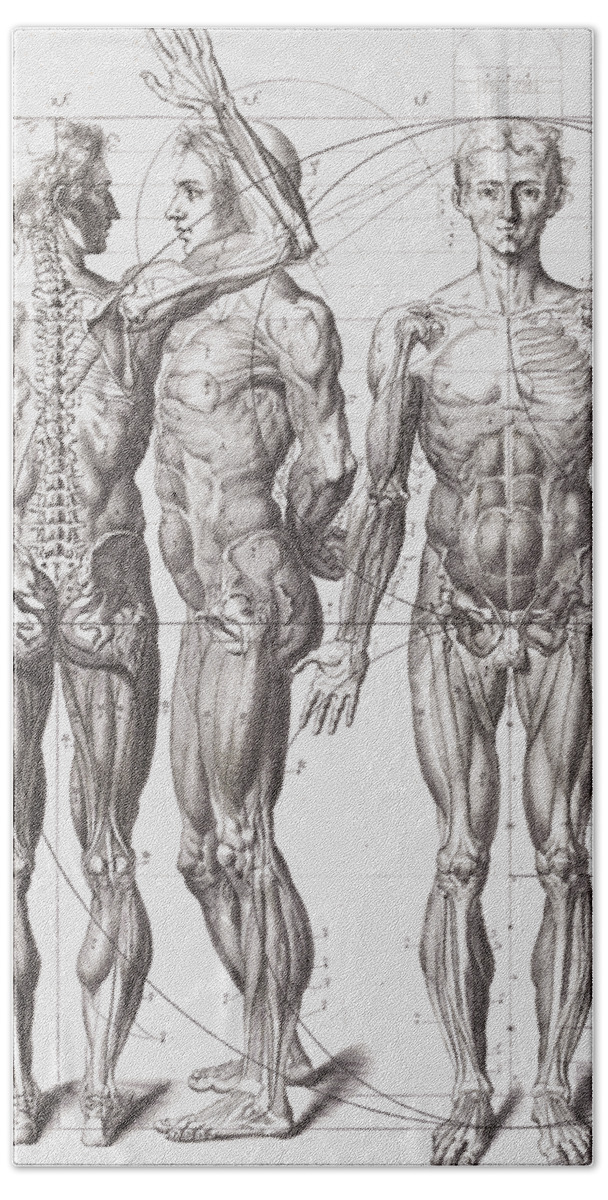 Medical Beach Towel featuring the painting Anatomy Drawing by Tony Rubino