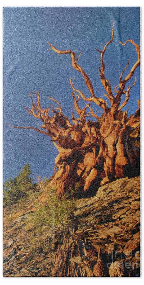 Dave Welling Beach Towel featuring the photograph Ancient Bristlecone Pine White Mountains California by Dave Welling