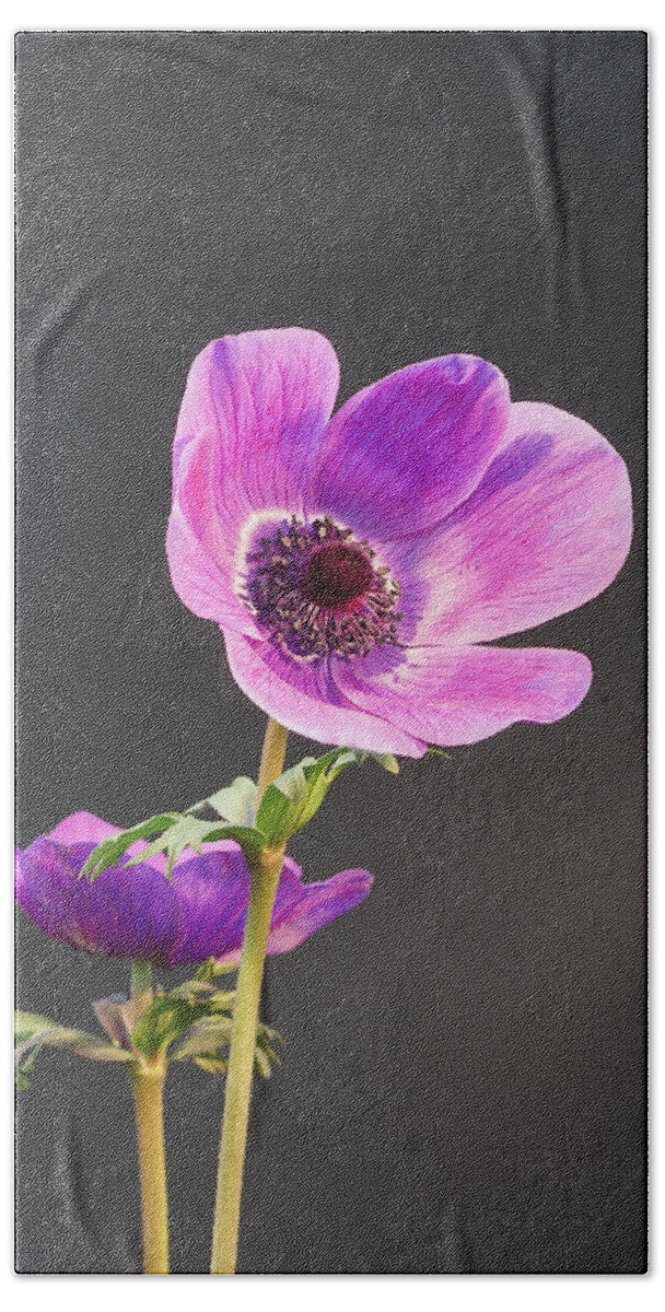Richard Reeve Beach Towel featuring the photograph Anemone by Richard Reeve