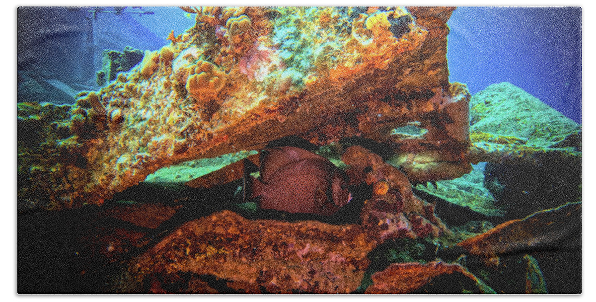 Underwater Beach Towel featuring the photograph Angel Fish by Kip Vidrine