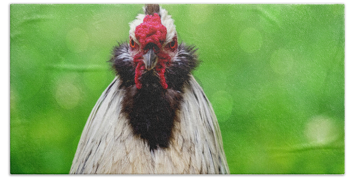 Bird Beach Towel featuring the photograph Angry Rooster by Cathy Kovarik