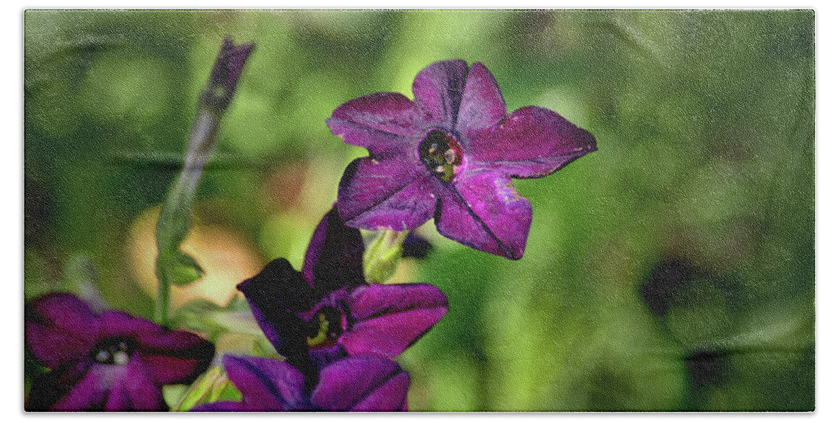 Plants Beach Towel featuring the photograph another shot of Purple by Buddy Scott