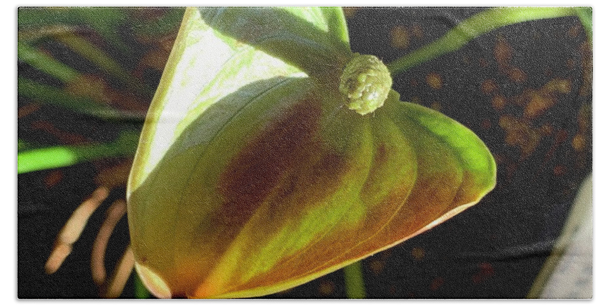 Anthurium Beach Towel featuring the photograph Anthurium by Catherine Wilson