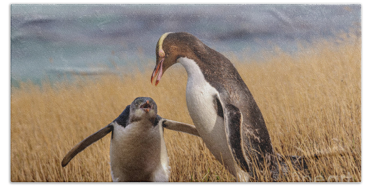 Penguin Beach Sheet featuring the photograph Anticipation by Werner Padarin