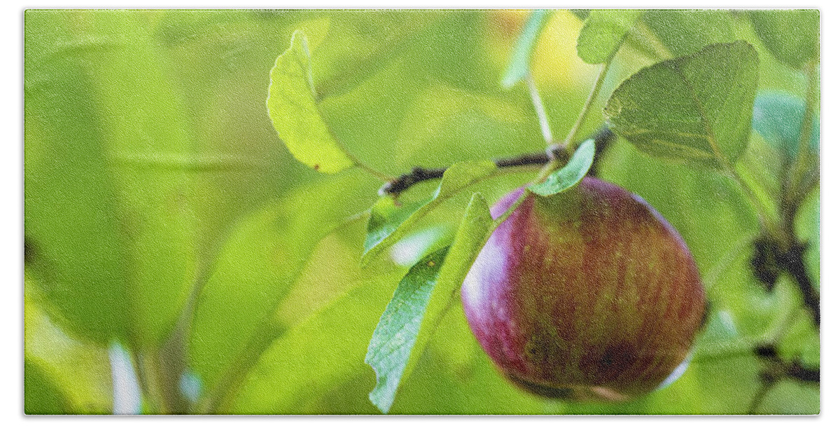 Nature Beach Towel featuring the photograph Apple Tree Fall 2020 by Amelia Pearn