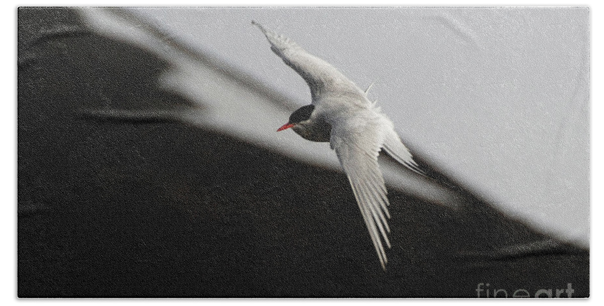 Arctic Tern Beach Towel featuring the photograph Arctic Tern in Flight in Svalbard #1 by Nancy Gleason