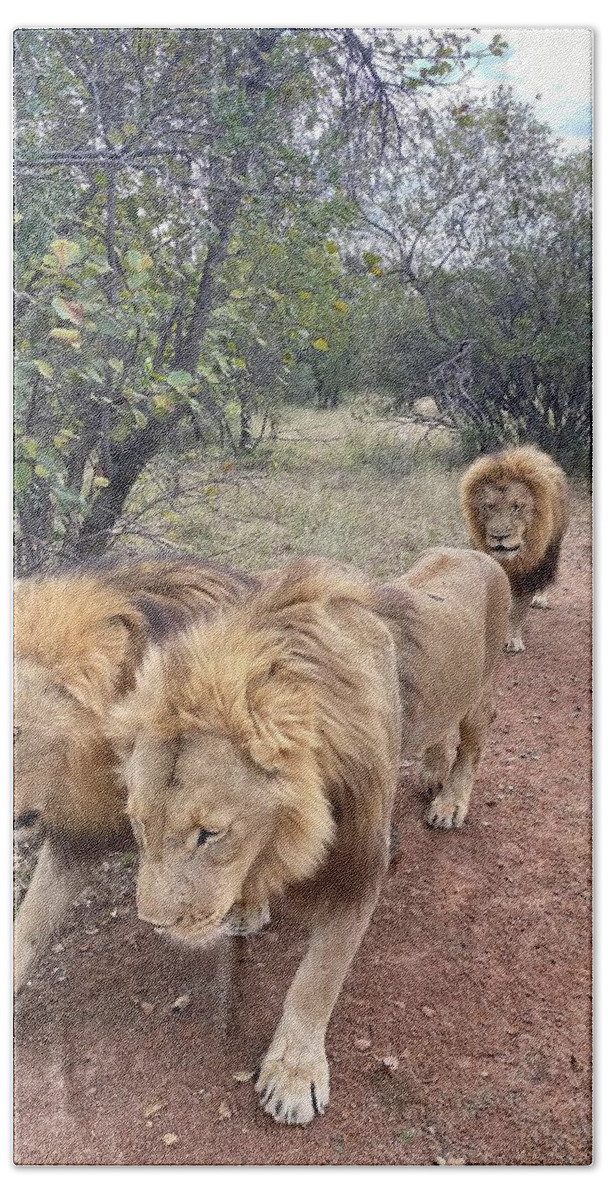 Lion Beach Sheet featuring the photograph Are two heads are better than one ? by M Three Photos