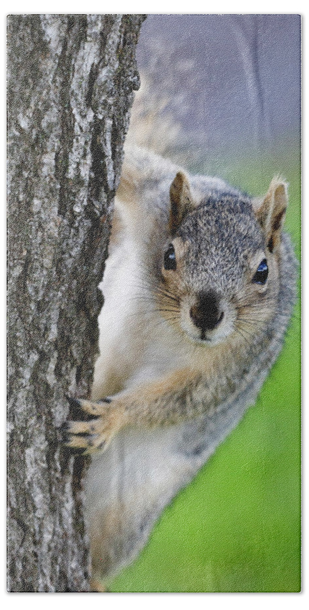 Squirrel Beach Towel featuring the photograph Are you looking at me? by Gary Geddes