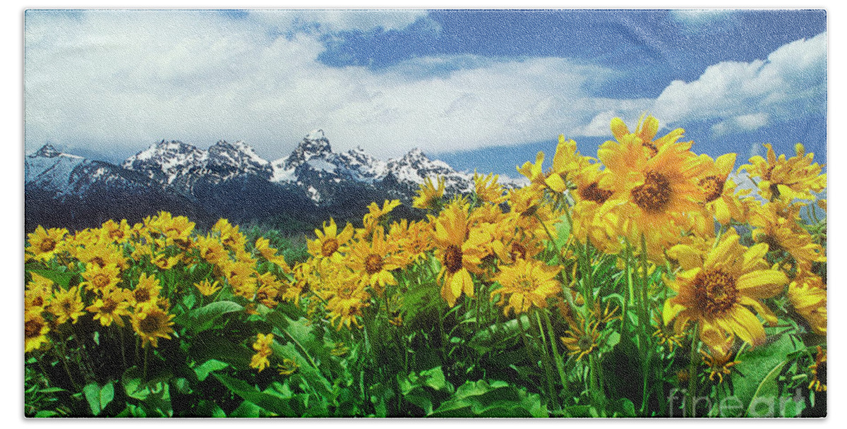 Dave Welling Beach Towel featuring the photograph Arrowleaf Balsamroot Grand Tetons National Park Wyoming by Dave Welling
