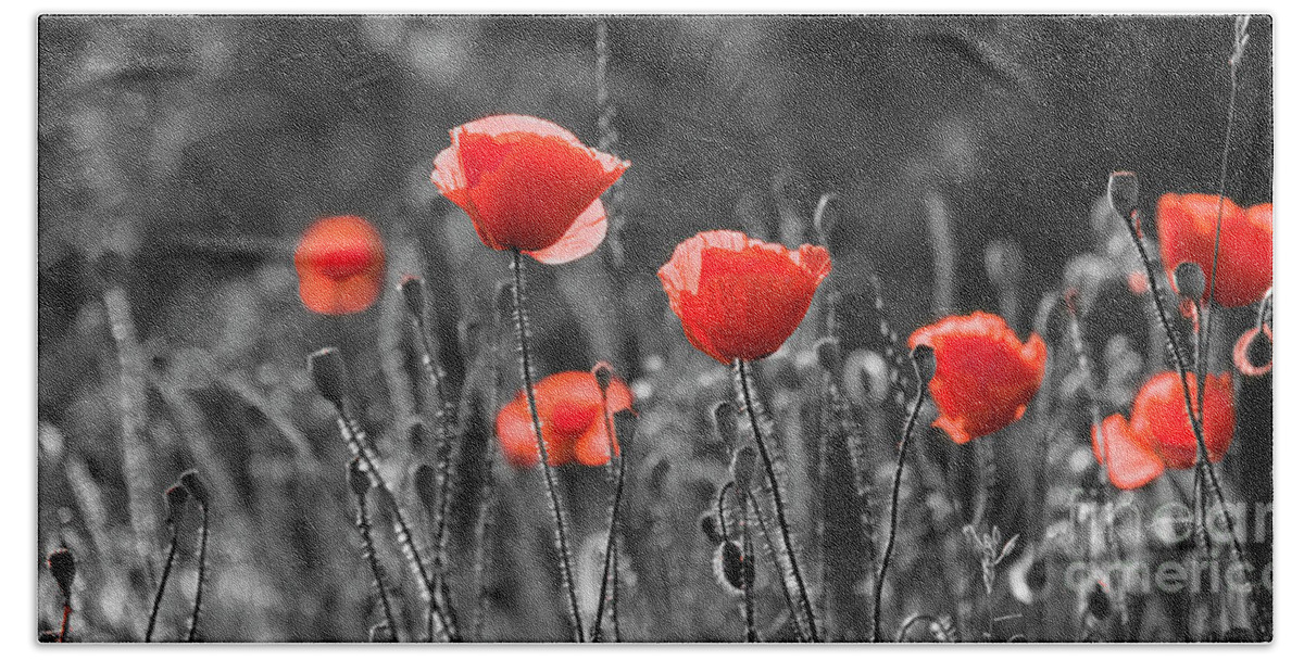 Poppy Beach Towel featuring the photograph Artistic image of red poppies in field. by Jelena Jovanovic