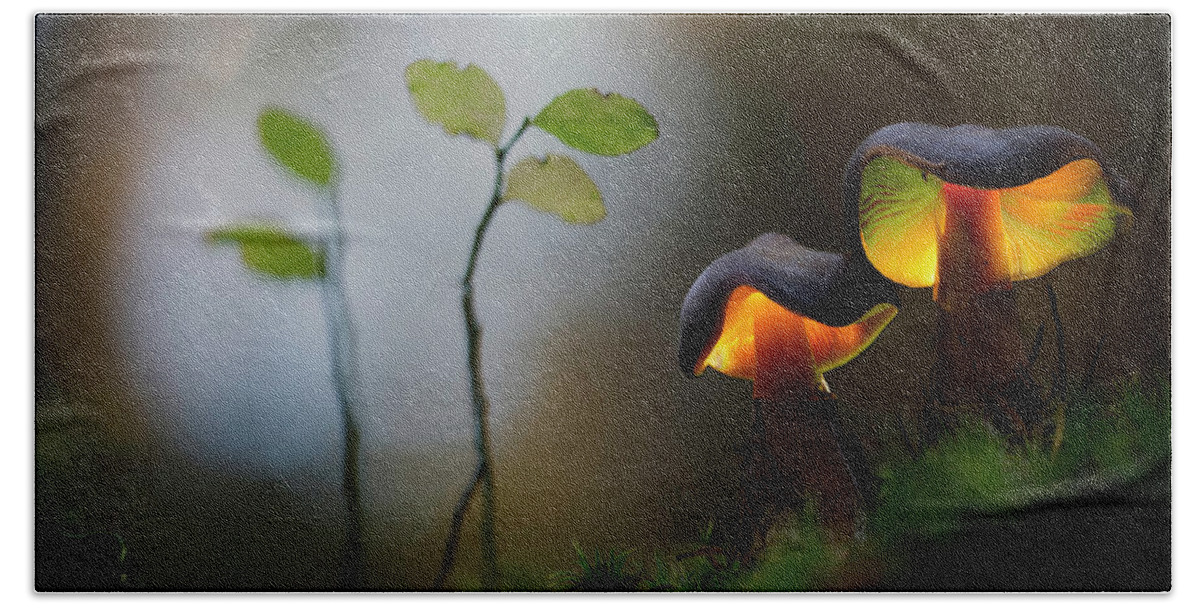 Autumn Beach Towel featuring the photograph At night they glow autumn mushrooms by Dirk Ercken