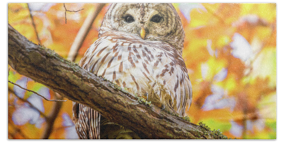 Barred Owl Beach Towel featuring the photograph Autumn Barred Owl by Jordan Hill
