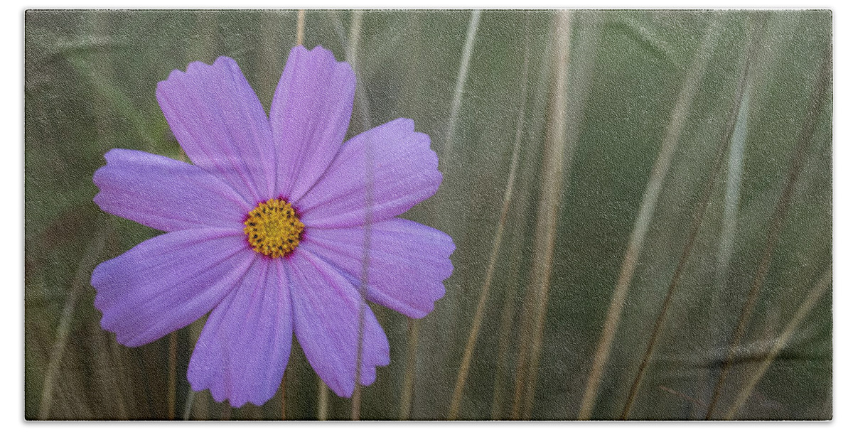 Maryland Beach Towel featuring the photograph Autumn Garden by Robert Fawcett