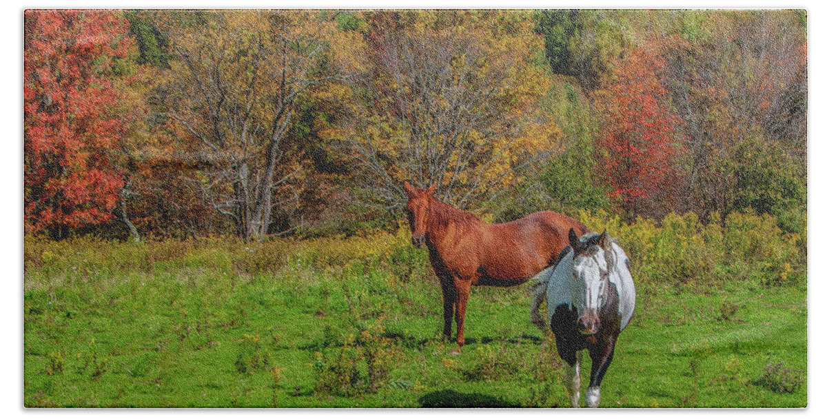 Horses Beach Towel featuring the photograph Autumn Horses by Cathy Kovarik