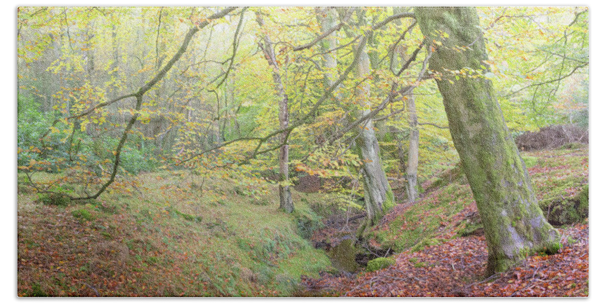 Fall Beach Towel featuring the photograph Autumn in an English Beech Tree Wood by Anita Nicholson