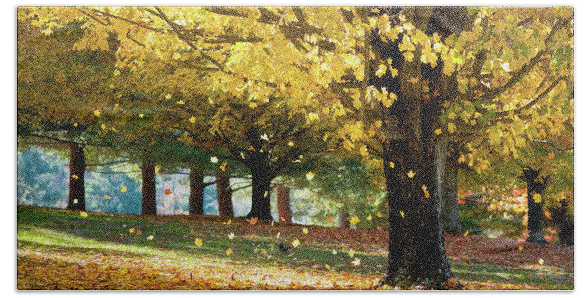 Autumn Beach Sheet featuring the photograph Autumn Maple Tree Fall Foliage - Wonderland by Dave Allen