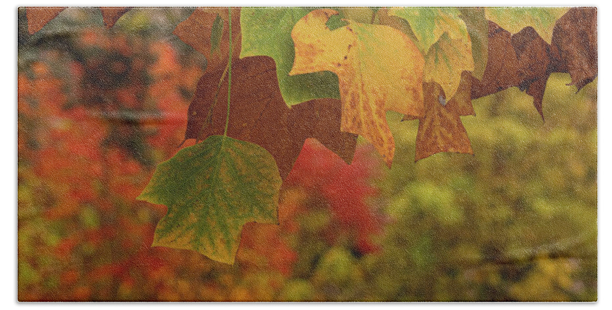 Autumn Beach Towel featuring the photograph Autumn's Leaves by Sylvia Goldkranz