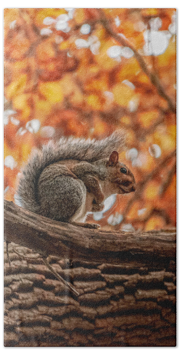Squirrel Beach Towel featuring the photograph Awaiting winter by Rick Nelson
