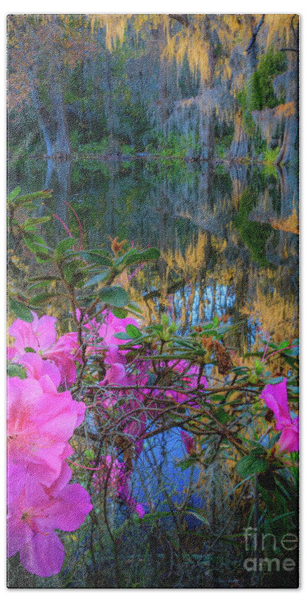 America Beach Towel featuring the photograph Azaleas and Cypresses by Inge Johnsson