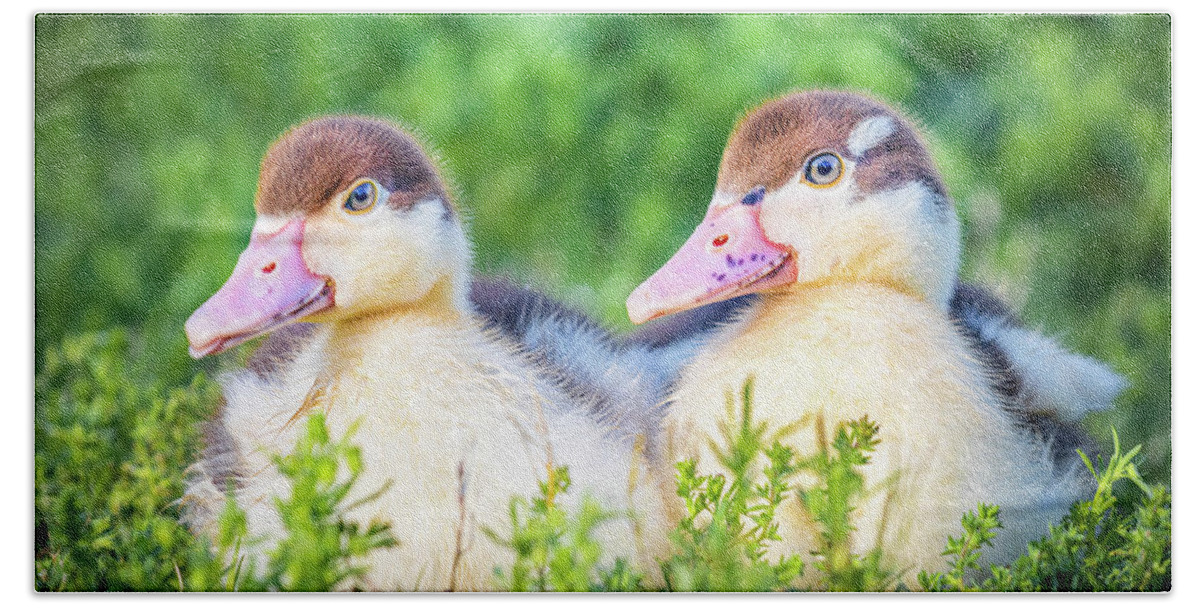 Ready Beach Towel featuring the photograph Baby Ducks Ready For Play time by Jordan Hill