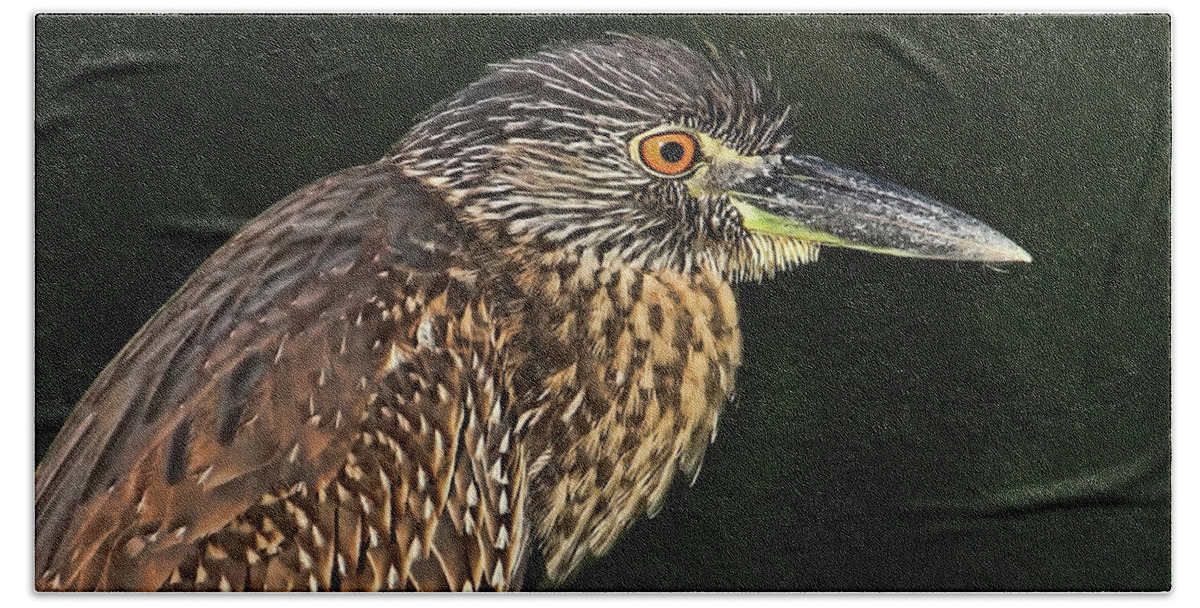 Yellow-crowned Night Heron Beach Towel featuring the photograph Baby Face - Yellow-crowned Night Heron by HH Photography of Florida