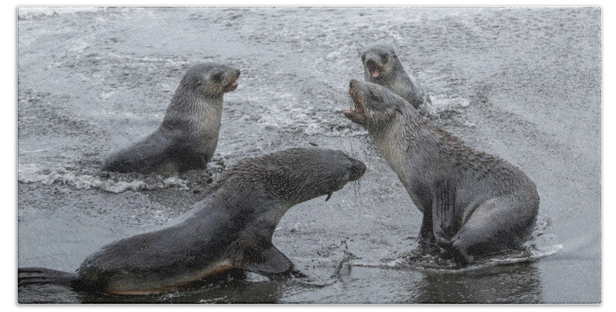 Sea Lion Beach Towel featuring the photograph Baby Sea Lions Playing in the Surf by Linda Villers