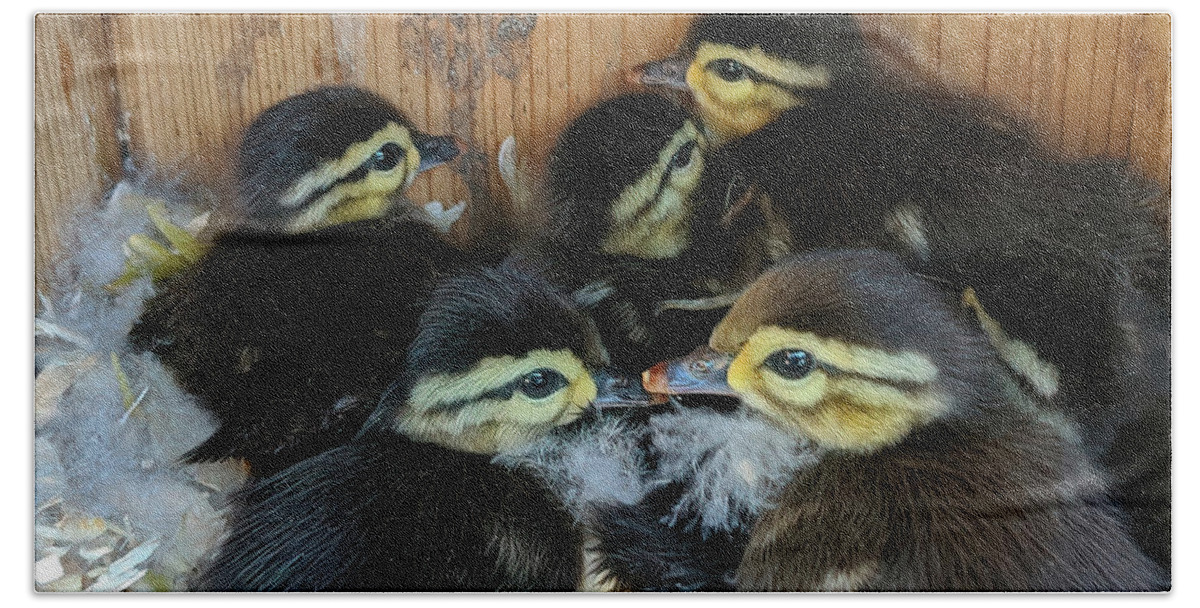 Wood Ducks Beach Towel featuring the photograph Baby Wood Ducks Ready to Leave by Jerry Griffin