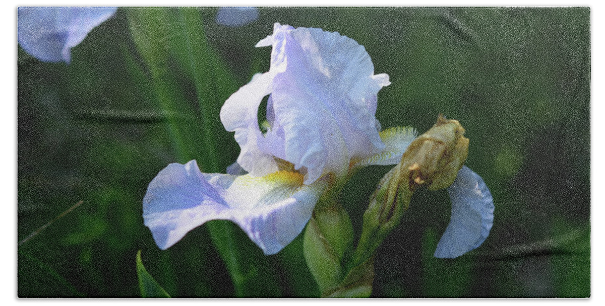 Backlit Blossom Beach Towel featuring the photograph Backlit Lilac Bearded Iris by Cynthia Westbrook