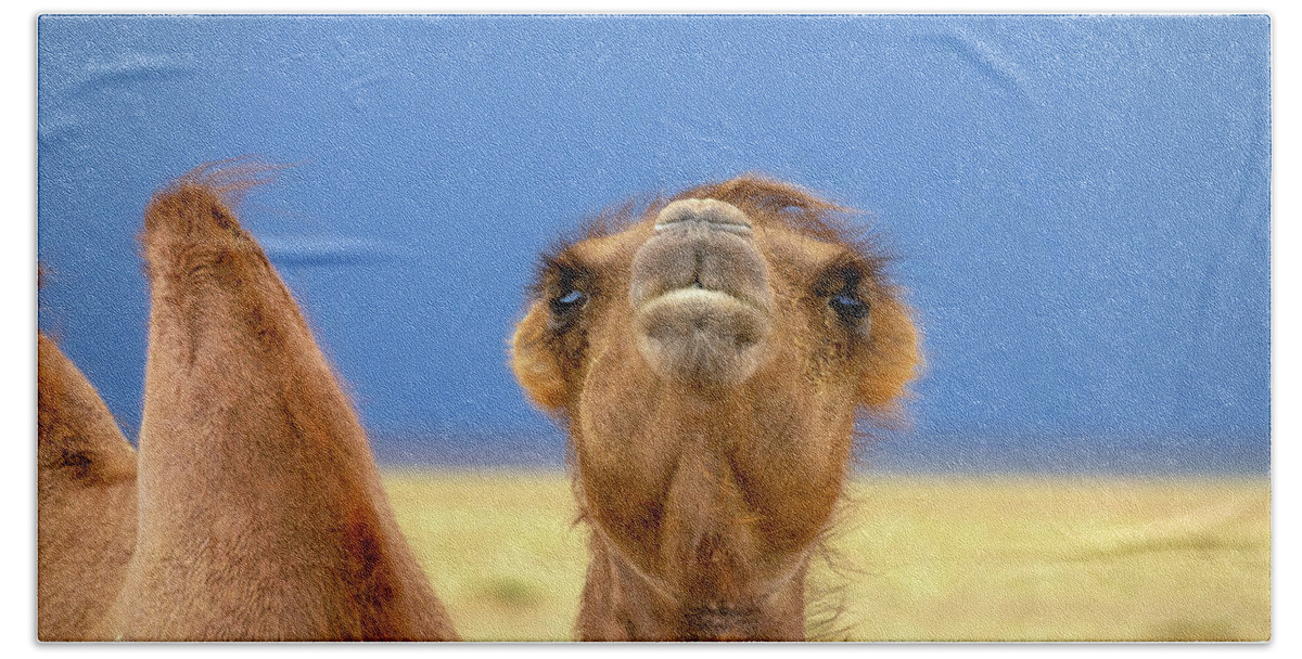 Camel Beach Towel featuring the photograph Bactrian camel portrait in steppe by Mikhail Kokhanchikov