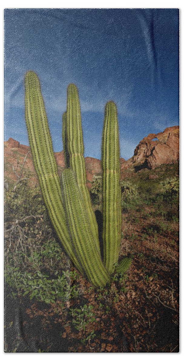 Ajo Mountain Drive Beach Towel featuring the photograph Bagpipe Organ Pipe by James Covello
