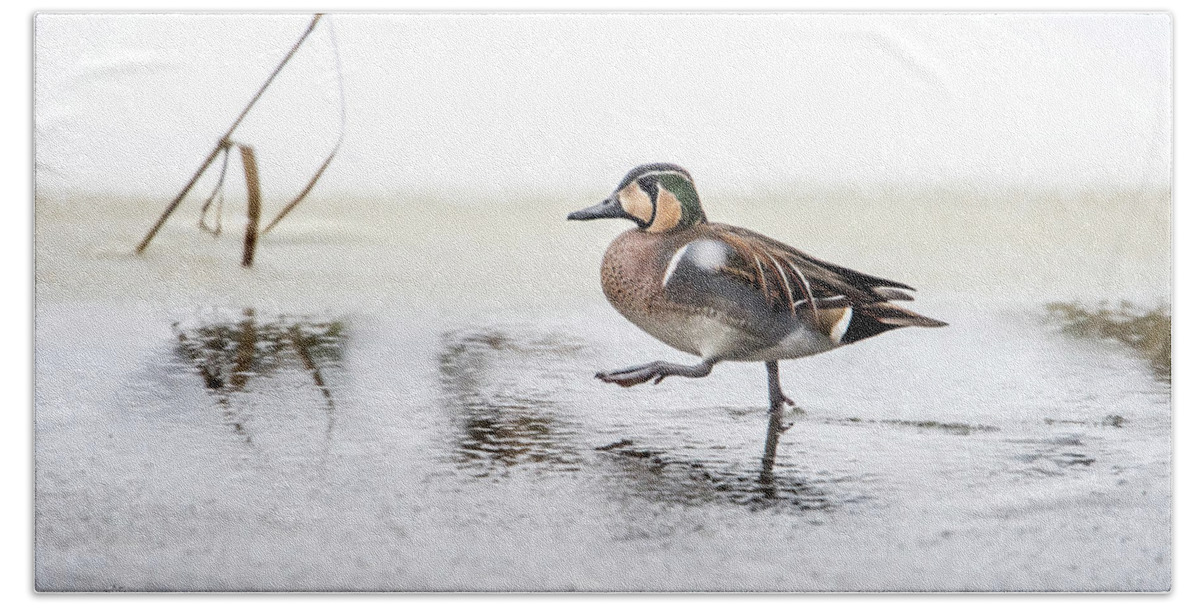 Baikal Teal Beach Towel featuring the photograph Baikal Teal, the beautiful and rare visitor in Sweden, walks wit by Torbjorn Swenelius